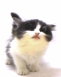 Аватар пестрый котенок лизун