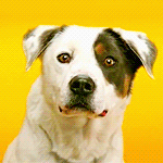 Улыбающийся пёс из рекламы Pedigree® Denta Stix™