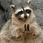 11401141435052417.gif