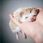 image_12702140049253408414.gif