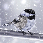 Зимние картинки, аватары. Снег, зима, Новый год. Image_13110141215425940029