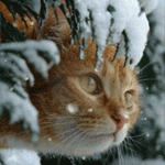 Зимние картинки, аватары. Снег, зима, Новый год. Image_11411141341398102569
