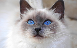 ���� ������������ ��������� ����� / saint birman  