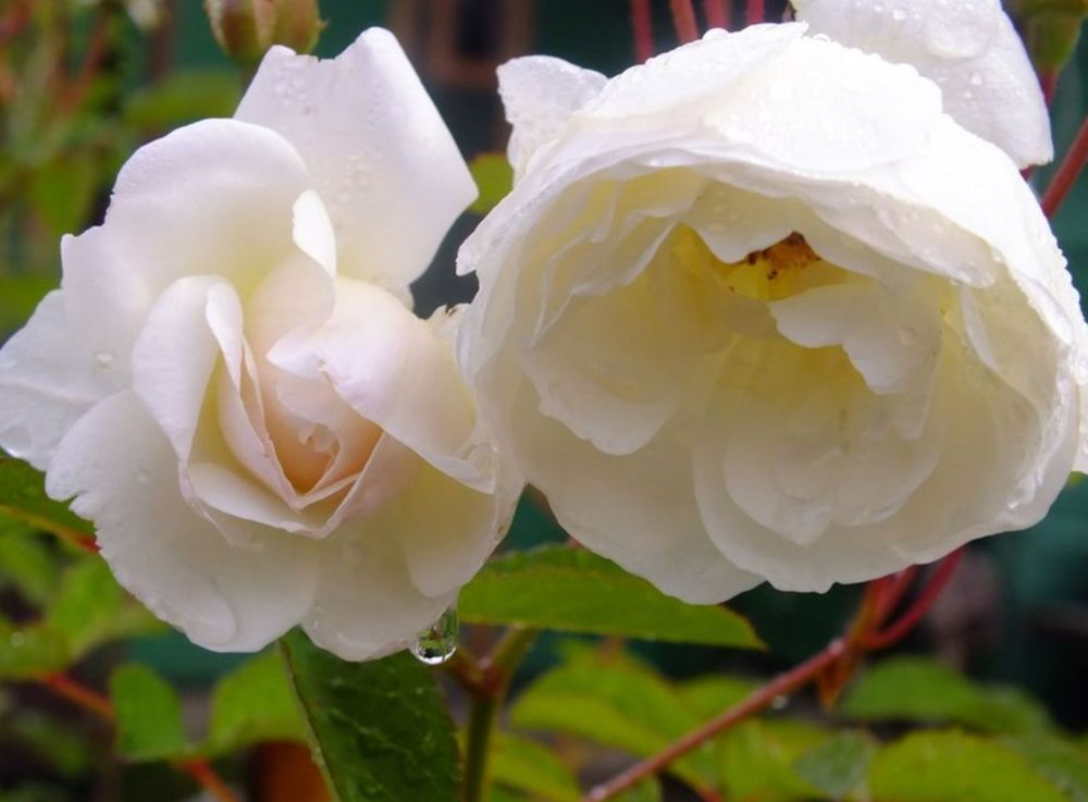 Белые Розы Миди