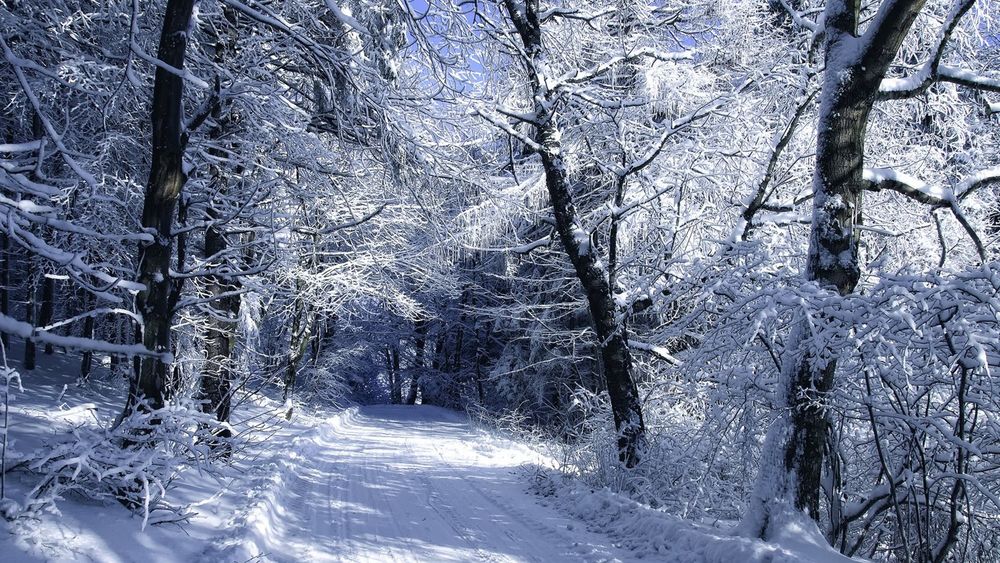 Результат пошуку зображень за запитом "дорога через зимовий ліс"
