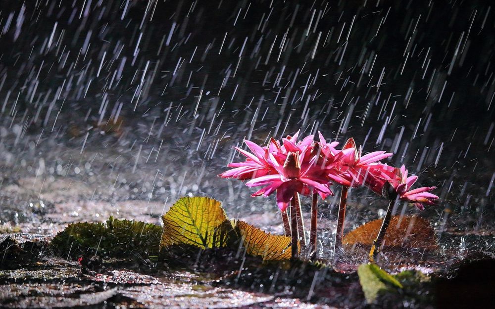 Картинки по запросу цветы и дождь