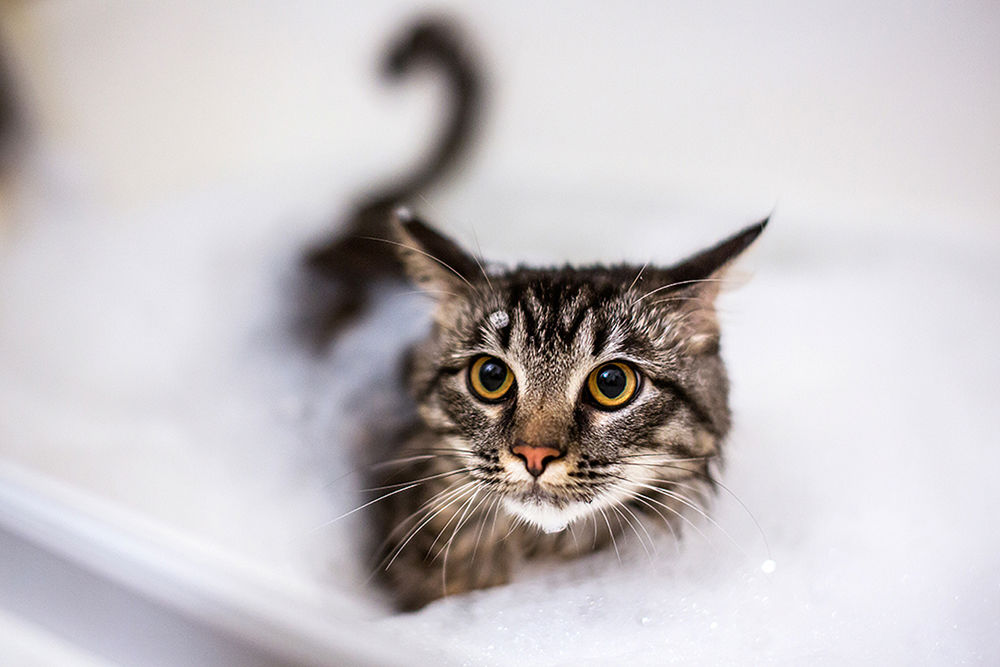 Инструкция по мытью кошек