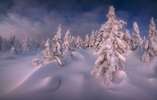 Картинки зима зайцы 1680х1050 Картинки зима зайцы 1680х1050