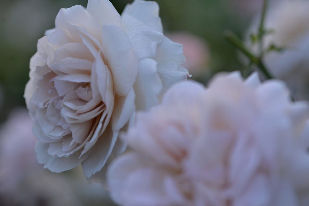 Белые Розы Миди