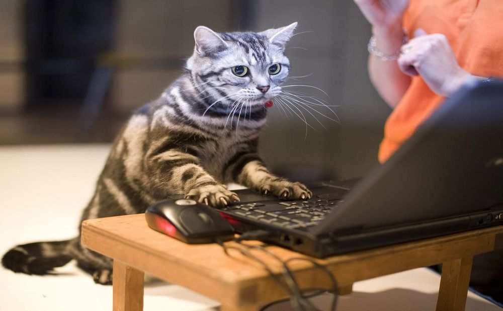 Скачать прикольного кота на компьютер