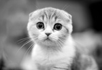 Обои Котенок с прижатыми ушами, фотограф Yulia Stahovskaya