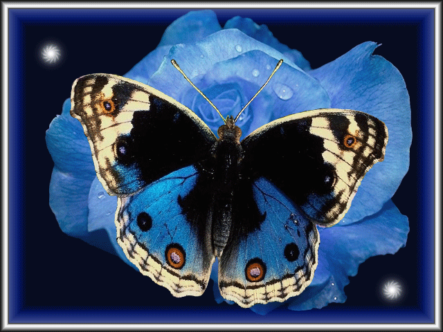 Фото Бабочка на цветке