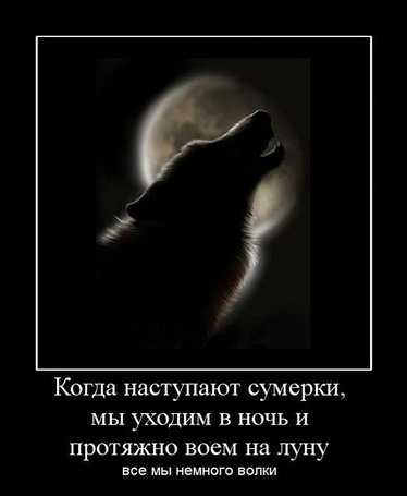Цитаты о волках и луне Цитаты о волках и луне