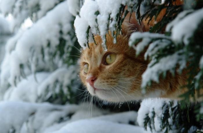 Фото Рыжий кот выглядывает из-за снежной ели