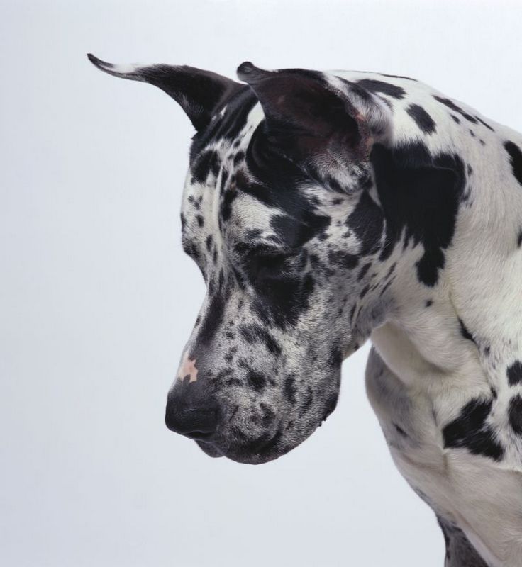 Women great dane