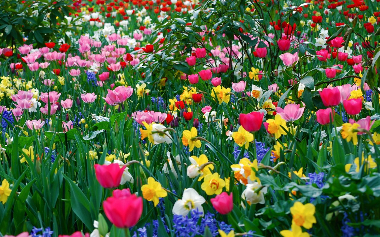 Image result for фото весенних цветов