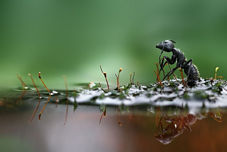 Фото Черный садовый муравей у воды. работа фотографа Вадима Трунова / Vadim Trunov