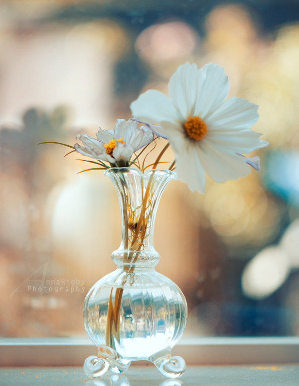 цветок в вазе 

