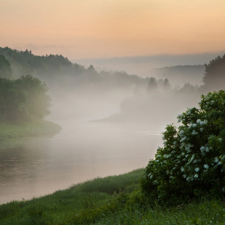Куст с красивыми цветами фото Куст с красивыми цветами фото
