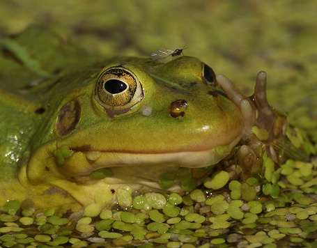 Фото Лягушка в воде с водорослями, на ней сидит комар, фотограф Ирина Фурашова