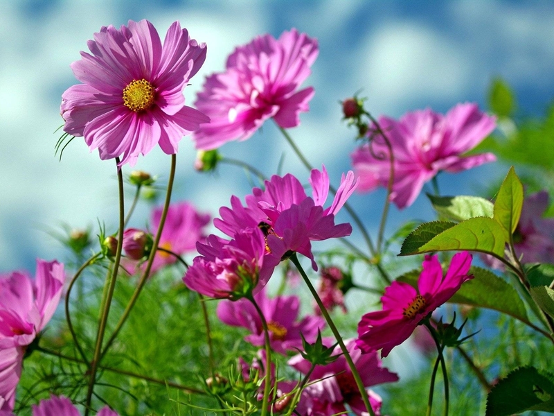 Разрешение 1920x1200, природа, красота, лето, Цветы, уже 4116-я картинка в базе zwalls.ru