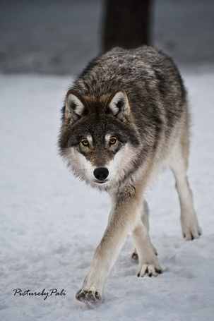 Bildergebnis für wolf photography