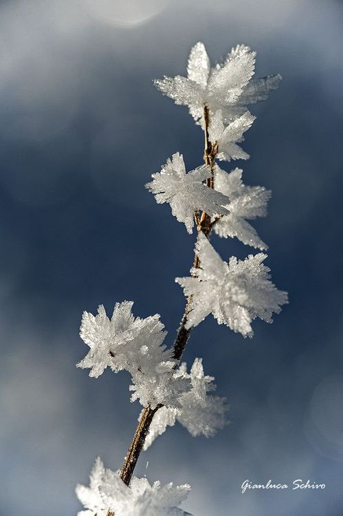 Фото Зимняя веточка, автор Gianluca Schivo