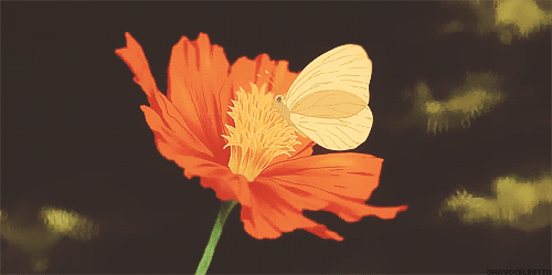 Фото Бабочка сидит на цветке