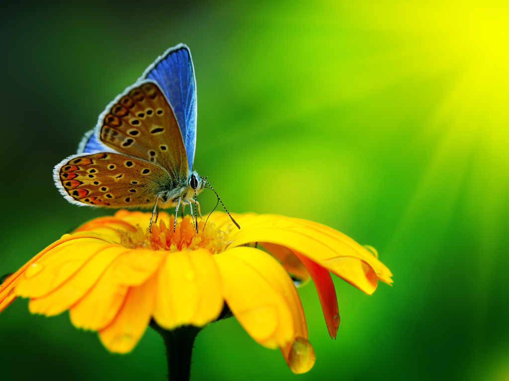 Фото Бабочка сидит на желтом цветке, с лепестков которого свисают капли воды