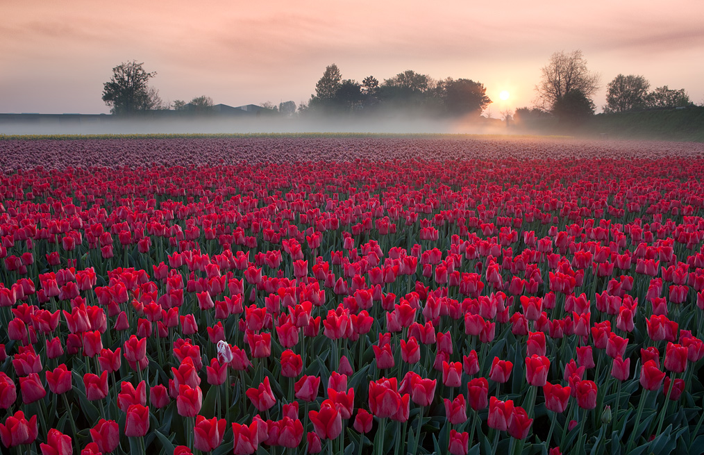 Фото Поле красивых тюльпанов