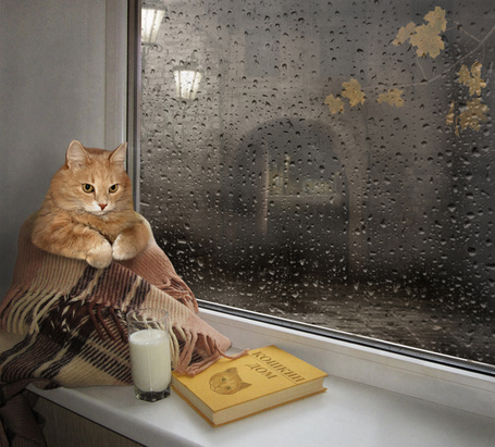 Фото Рыжий кот сидит на подоконнике, где стоит стакан молока, лежит книга кошкин дом, за окном идет дождь, фотограф Ирина Кузнецова