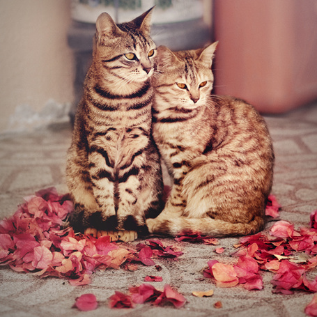 Пара Котов Фото