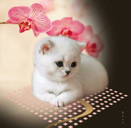 Открытка с милым котенком Открытка с милым котенком