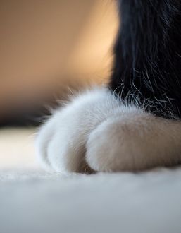 Фото Лапка котенка крупным планом