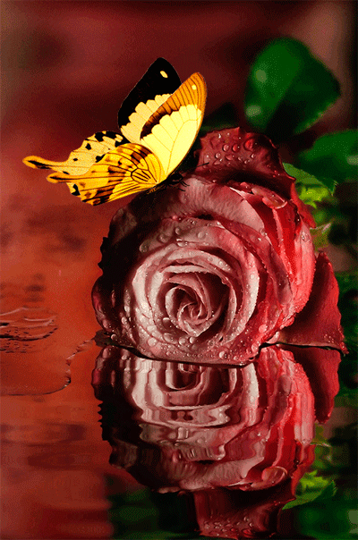 Анимация На красной розе лежащей в воде сидит желтая бабочка, гифка