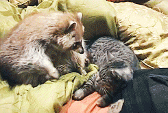 image_862607151540569583132.gif