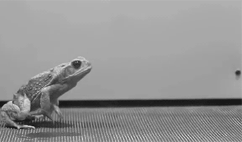 image_860810151235104789537.gif