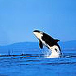 99px.ru аватар Дельфин, касатка, море