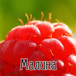 Аватар Малина