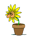 Аватар апчхииии, ромашка чихнула