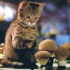 99px.ru аватар Котенок : И че это такое?!)))))