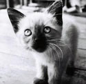 Аватар Сиамский котенок