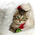 99px.ru аватар Котёнок новогодний