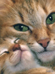 Аватар кошка с котёнком