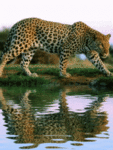 99px.ru аватар красавец-леопард