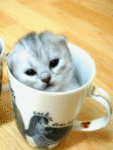Аватар котя в кружке