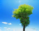 99px.ru аватар красивое зеленое дерево