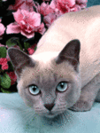 Аватар сиамский кот
