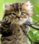 99px.ru аватар котенок на ветке