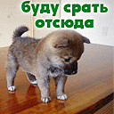Аватар песик буду срать сюда